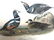 J.J. Audubon. Octavo. Harlequin Duck No.409