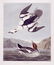J.J. Audubon. Octavo. White Merganser, Smew, White Nun