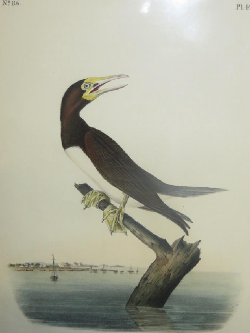 J.J. Audubon. Octavo. Booby Gannet No.426 (1 of 1)
