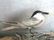 J.J. Audubon. Octavo. Sandwich Tern No.431