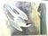 J.J. Audubon. Octavo. Arctic Tern No.436