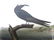 J.J. Audubon. Octavo. Noddy Tern No.440