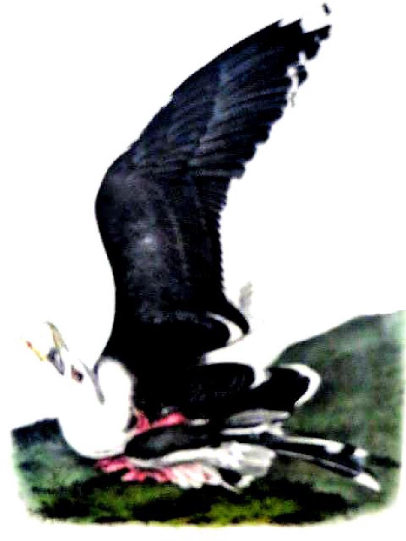 J.J. Audubon. Octavo. Great Black Backed Gull No.450 (1 of 2)