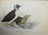 J.J. Audubon. Octavo. Black- Throated Guillemot No.470