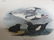 J.J. Audubon. Octavo. Black Guillemot No.474