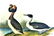 J.J. Audubon. Octavo. Horned Grebe No.481
