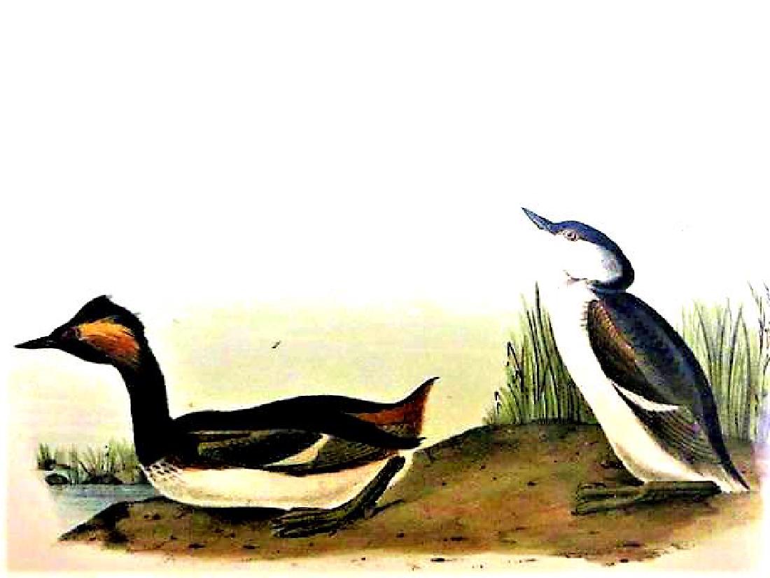 J.J. Audubon. Octavo. Eared Grebe No.482 (1 of 2)