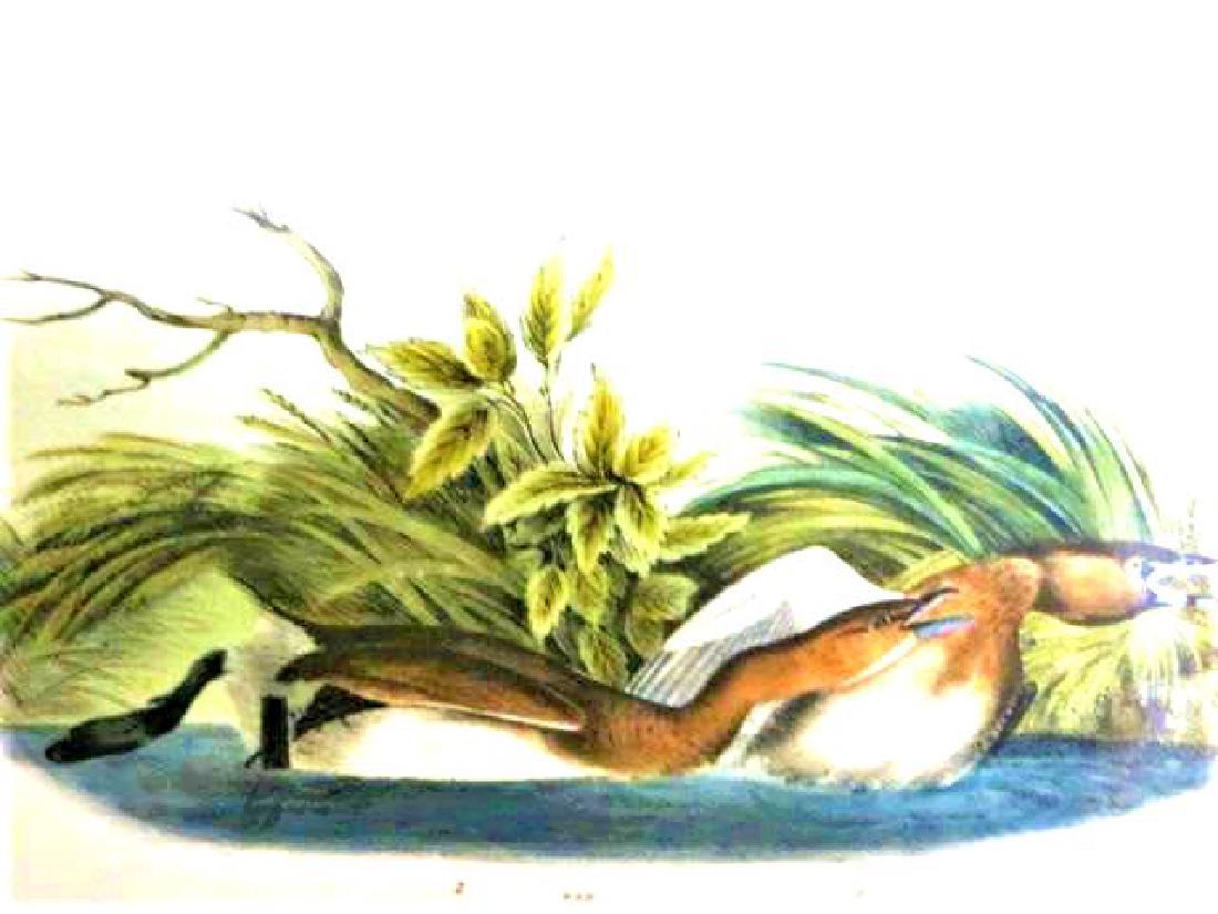 J.J. Audubon. Octavo. Pie Billed Dobchick No.483: J.J. Audubon, Plate No.483 Pie Billed Dobchick From the Royal Octavo Edition of The Birds of America.1840-1844. First Edition. Lithographed and hand-colored by J.T. Bowen in Philadelphia and New York.