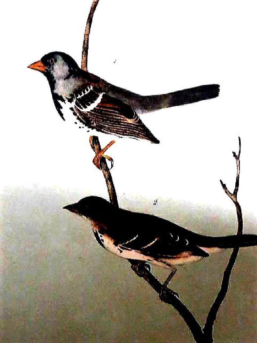 J.J. Audubon. Octavo. Harris Finch No.484: J.J. Audubon, Plate No.484 Harris Finch From the Royal Octavo Edition of The Birds of America.1840-1844. First Edition. Lithographed and hand-colored by J.T. Bowen in Philadelphia and New York. Good t