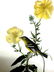 J.J. Audubon. Octavo. Yellow Bellied Flycatcher No.490