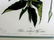 J.J. Audubon. Octavo. Yellow Bellied Flycatcher No.490 - 2