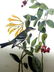J.J. Audubon. Octavo. Least Flycatcher No.491