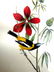 J.J. Audubon. Octavo. Common Troupial No.499