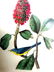 J.J. Audubon. Octavo. Bonaparte's Flycatching Warbler