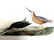 J.J. Audubon. Octavo. Red Breasted Snipe No.351
