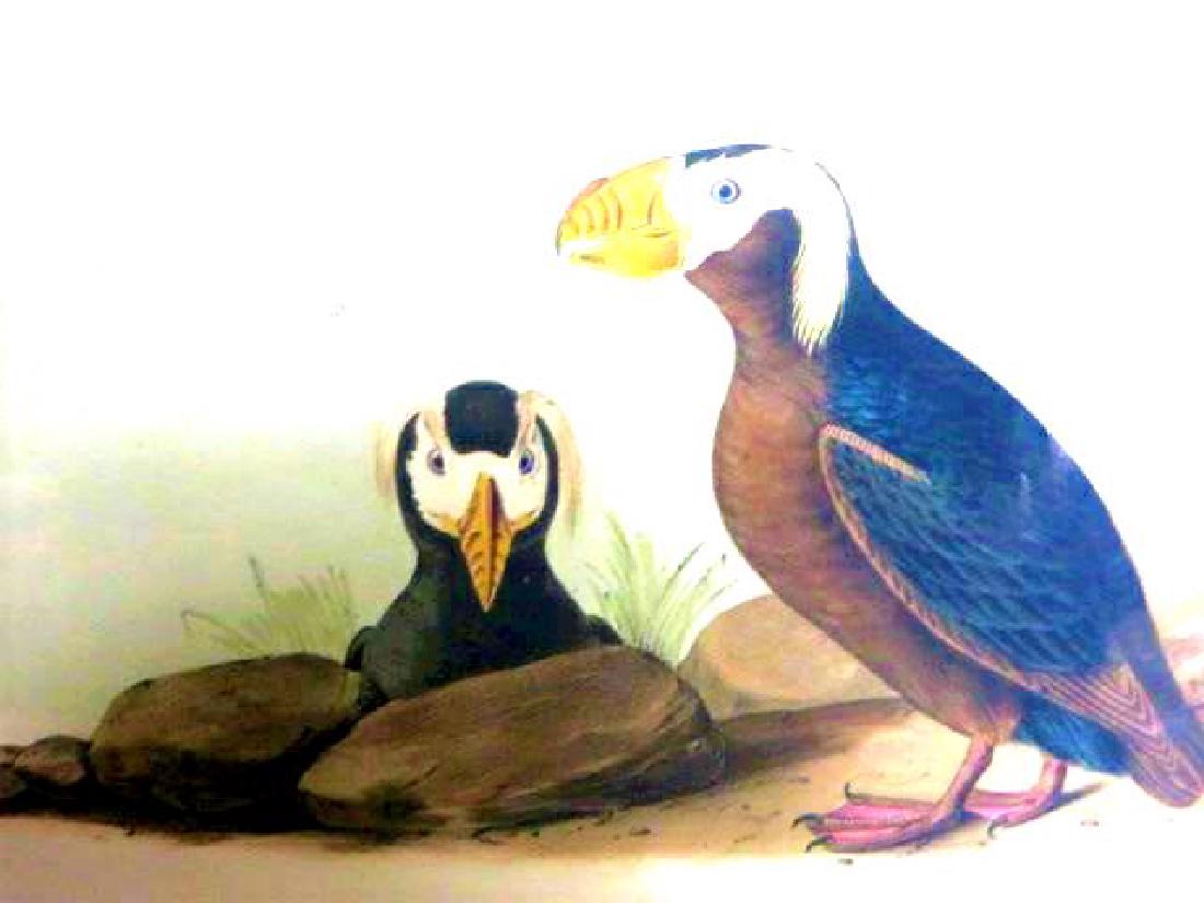 J.J. Audubon. Octavo. Tufted Puffin No.462: J.J. Audubon, Plate No.462 Tufted Puffin From the Royal Octavo Edition of The Birds of America.1840-1844. First Edition. Lithographed and hand-colored by J.T. Bowen in Philadelphia and New York. Good