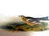 J.J. Audubon. Octavo. Smith's Lark Bunting No.487