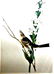 J.J. Audubon. Octavo. Shattucks Bunting No.493