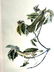 J.J. Audubon. Octavo. Wood Thrush No.144