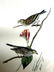 J.J. Audubon. Octavo. Savannah Bunting No.160