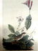 J.J. Audubon. Octavo. Henslows Bunting No.163