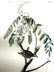 J.J. Audubon. Octavo. Chipping Bunting No.165