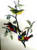 J.J. Audubon. Octavo. Painted Bunting No.169