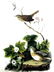 J.J. Audubon. Octavo. Lincolns Pinewood Finch No.177