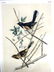 J.J. Audubon. Octavo. Towhe Ground Finch No.195