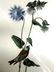 J.J. Audubon. Octavo. Grey-Crowned Purple Finch No.198