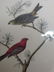 J.J. Audubon. Octavo. Common Pine-Finch No.199