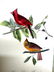 J.J. Audubon. Octavo. Common Cardinal Grosbeak No.203