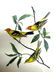 J.J. Audubon. Octavo. Louisiana Tanager No.210