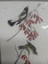 J.J. Audubon. Octavo. Wandering Rice Bird No.211