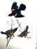 J.J. Audubon. Octavo. Red Winged Starling No.216