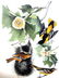 J.J. Audubon. Octavo. Baltimore Oriole or Hang-Nest