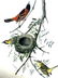 J.J. Audubon. Octavo. Orchard Oriole or Hang-Nest