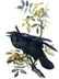 J.J. Audubon. Octavo. Raven No.224