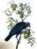 J.J. Audubon. Octavo. Common American Crow No.225