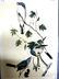 J.J. Audubon. Octavo. Great American Shrike No.236