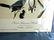 J.J. Audubon. Octavo. Great American Shrike No.236 - 2
