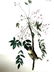 J.J. Audubon. Octavo. White Eyed Vireo Greenlet No.240