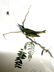 J.J. Audubon. Octavo. Red-Eyed Vireo or Greenlet No.243