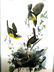 J.J. Audubon. Octavo. Yellow Breasted Chat No.244