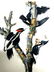J.J. Audubon. Octavo. Ivory Billed Woodpecker No.256