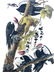 J.J. Audubon. Octavo. Pileated Woodpecker No.257