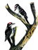 J.J. Audubon. Octavo. Marias Woodpecker No.260