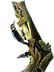 J.J. Audubon. Octavo. Harris's Woodpecker No.261