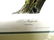 J.J. Audubon. Octavo. Harris's Woodpecker No.261 - 2