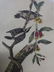 J.J. Audubon. Octavo. Downy Woodpecker No.263